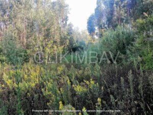 terreno-serra-do-bouro-clikimbav-venda